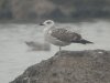 Yellow-legged Gull at Paglesham Lagoon (Steve Arlow) (71788 bytes)